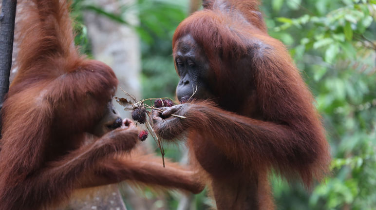 Kami ingin melindungi Ekosistim Leuser untuk orangutan, gajah, harimau dan badak. orang utan makan buah-buahan